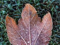 Braunes Blatt Wilder Wein mit Reif
